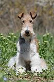 FOX TERRIER 331